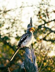 Yellow billed hornbill © Damien