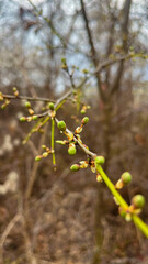 spring in the garden
