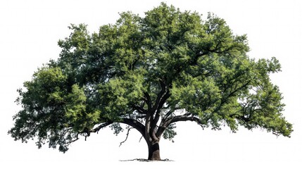 Green oak tree isolated on transparent background