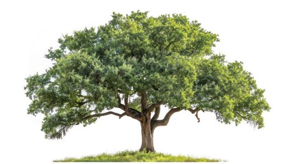 Green oak tree isolated on transparent background