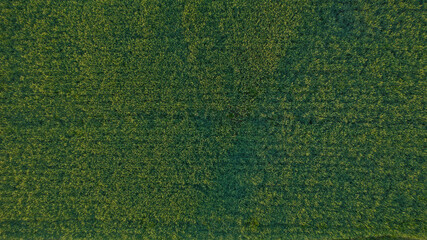 Champ vert foncé crénelé vu de haut