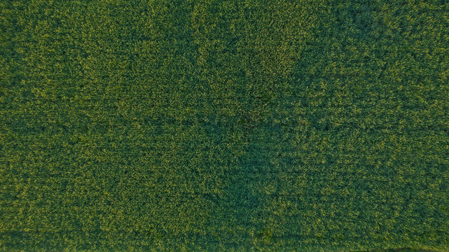 Champ vert fonc&eacute; cr&eacute;nel&eacute; vu de haut