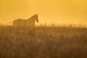 Cheval blanc au milieu des champs d'herbes dans une lumière jaune orange au lever du soleil