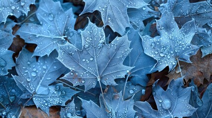 Maple Leafs