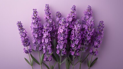 Naklejka premium Lavender bouquet, vibrant purple flowers, green stems, gradient light purple background, minimalist composition, flat lay, high contrast, macro details.