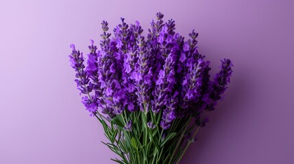 Fototapeta premium Lavender bouquet, vibrant purple flowers, green stems, gradient light purple background, minimalist composition, flat lay, high contrast, macro details.