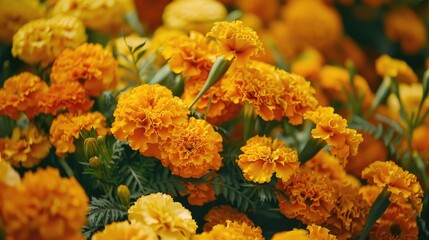 Marigolds in full bloom exude a garden like fragrance