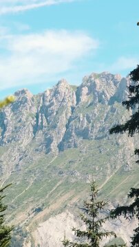 Vertical video of flowers and insects in the D&eacute;voluy mountain range, France