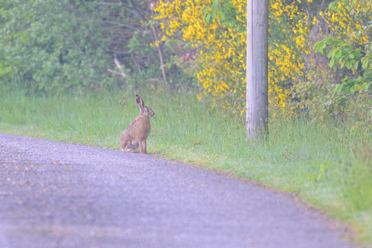 Li&egrave;vre assis en train de patienter &agrave; l'aff&ucirc;t sur une route de bitume en bordure de for&ecirc;t au petit matin