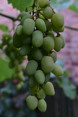 A bunch of white grapes between grape leaves in a vineyard. Concept of ripening grapes and winery.