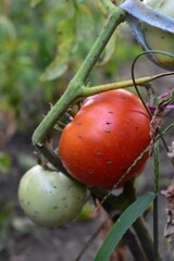 Young clusters on the vine during ripening after watering. Fresh vegetables, industry and harvest concept.
