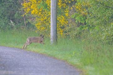 Li&egrave;vre sur une route de bitume qui fuit vers la for&ecirc;t en faisant des bonds au petit matin