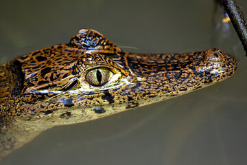 Spectacled Caiman (Caiman crocodilus) Found in Central and South America
