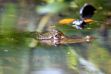 Spectacled Caiman (Caiman crocodilus) Found in Central and South America