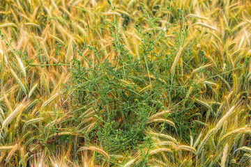 Tenacious bedstraw in triticale crops