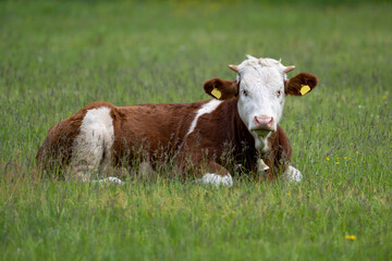 Simmental domestic cow (Bos taurus).  A cow lies on green grass or a meadow.
