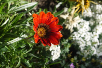 closeup orange treasure flower (Gazania rigens) along the roadside garden
