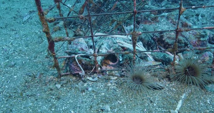  Cormorant bird bones inside ghost lobster trap.