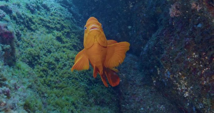 California state marine fish garibaldi poses for camera.