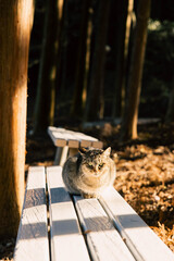 a cat resting on an outdoor bench on a sunny afternoon