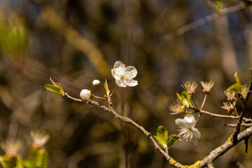 White Cherry blossoms. Cherry blossom trees full bloom.