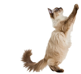 Full body shot of Ragdoll Cat standing on hind legs and reaches up. Standing on two legs. White background, isolated.