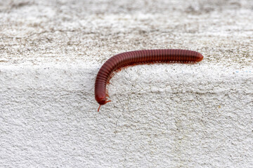 Rusty Millipede (Trigoniulus corallinus) walking on wall.