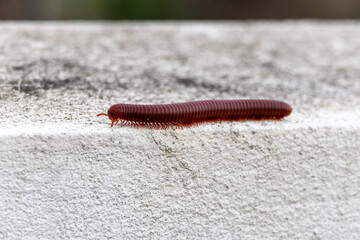 Rusty Millipede (Trigoniulus corallinus) walking on wall. It is also known as common Asian millipede.