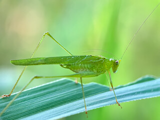 Close up Cricket bush carrying sickle,Phaneroptera falcata bush cricket