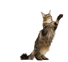 Full body shot of Maine Coon Cat standing on hind legs and reaches up. Standing on two legs. White background, isolated.