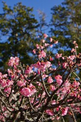 Obraz premium 早春桜 鎌倉宮 カワヅザクラ
