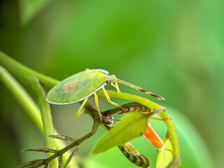 Short distance of Pentatomoidea leaf ladybug