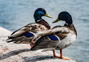 schnatternde Enten