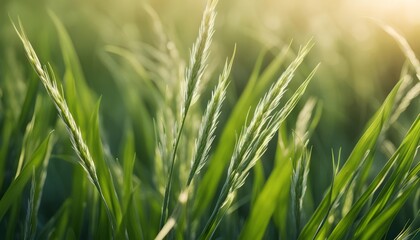 Fototapeta premium Fresh Green Grass