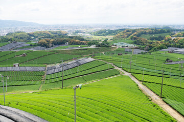 春の八女中央大茶園を展望所から臨む