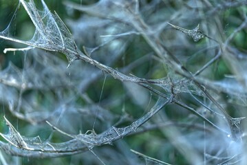 Webworms on a bush in the city.