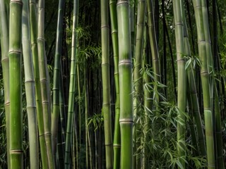 Fototapeta premium Verdant Bamboo Stand