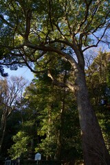 Fototapeta premium 源頼朝公の墓所 神奈川県鎌倉市二階堂