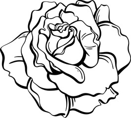 rose