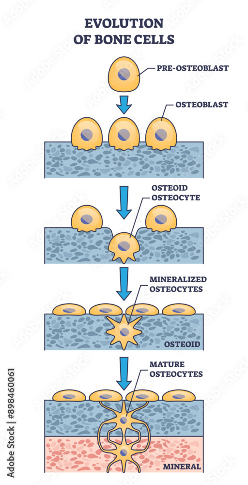 Poster evolution of bone cells with osteogenesis process explanation outline diagram, transparent backgroun