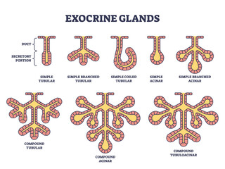 Exocrine glands structure for anatomical secrete substances outline diagram, transparent background. Labeled educational scheme.