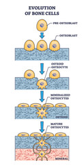 Evolution of bone cells with osteogenesis process explanation outline diagram, transparent background. Labeled educational ossification anatomy with osteoblast stages illustration.