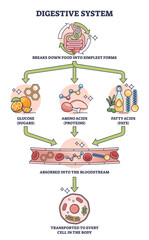 Simple digestive system process explanation outline diagram, transparent background. Labeled educational scheme with gastric food breaking down to glucose, amino and fatty acids illustration.