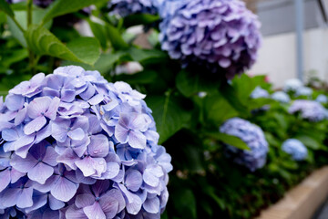 6月のアジサイ