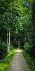 path in the forest