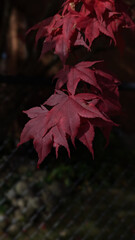 Fall red leaf