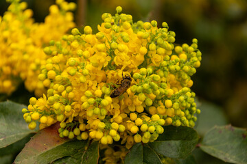 bush of yellow flowers with bee on it. yellow grass. many small yellow flowers. spring nature. summer flowers.