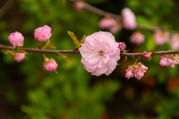 Selective focus of beautiful branches of pink sakura flowers on the tree.