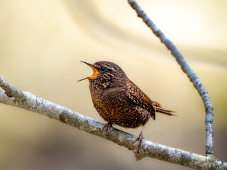 森の中で枝に留まってさえずるミソサザイ