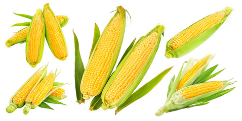 Set of maize corncobs with yellow corns ears and green leaves set, isolated. Ripe corn vegetables....